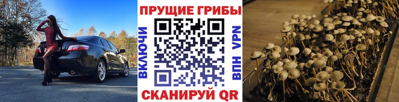 Псилоцибиновые грибы прущие грибы  сколько стоит  Шилка 
